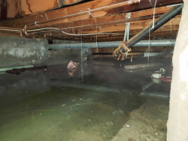 Best Local water damage restoration  in Marshall, TX